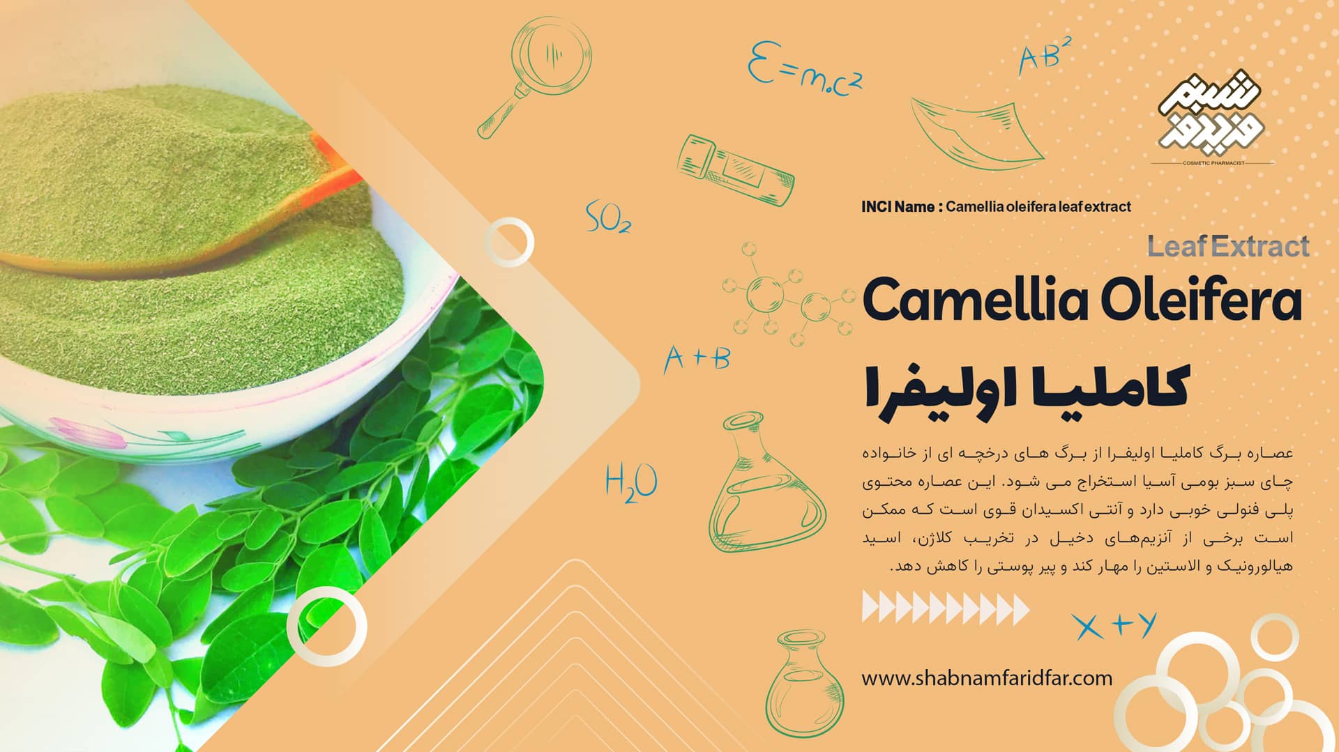 عصاره برگ کاملیا اولیفرا