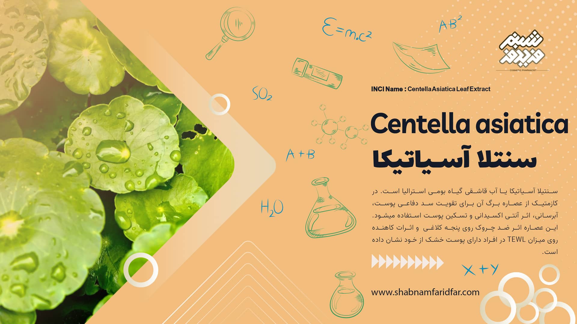 عصاره برگ سنتلا آسیاتیکا در کازمتیک