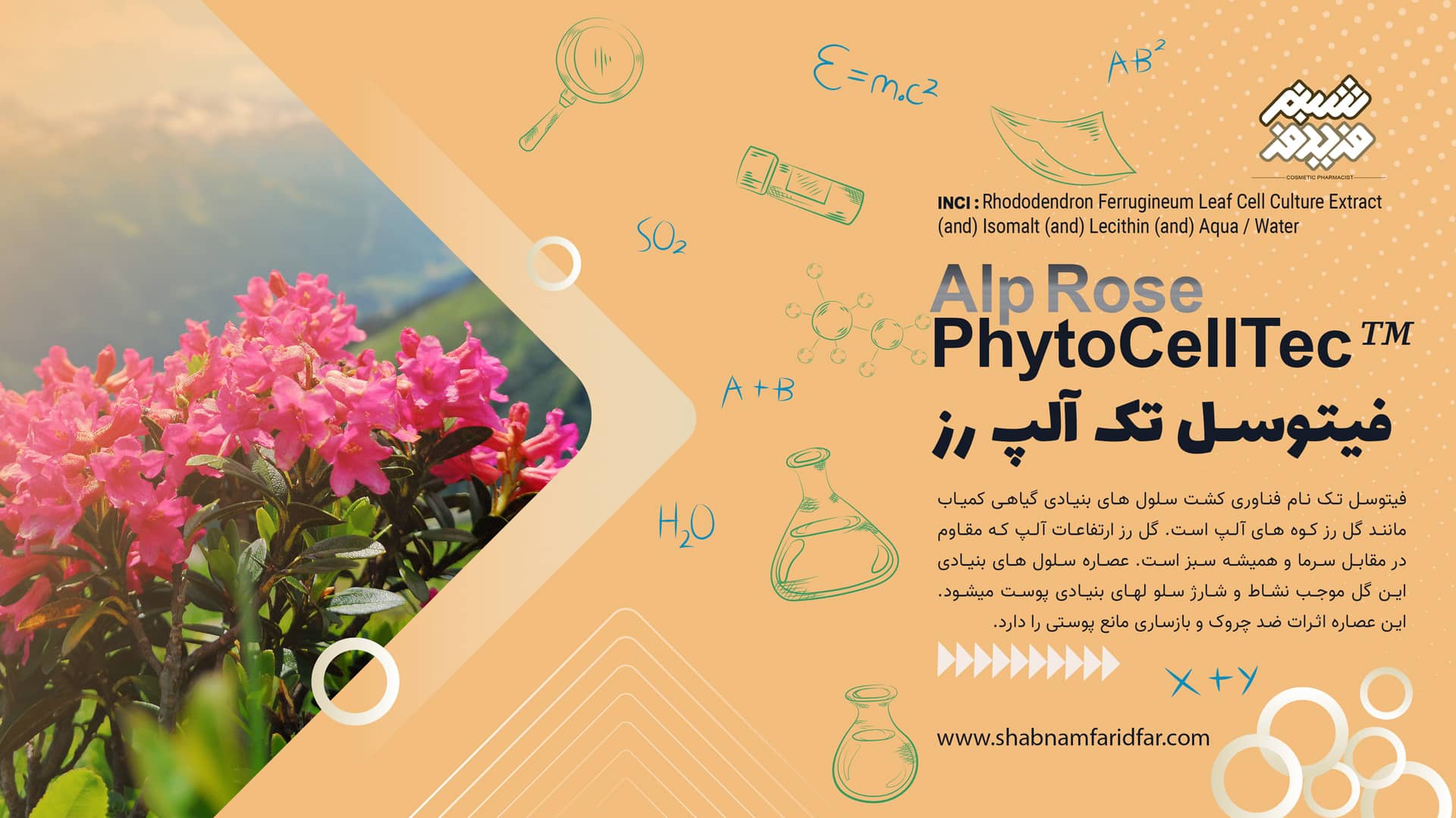 فیتوسل تک آلپ رز