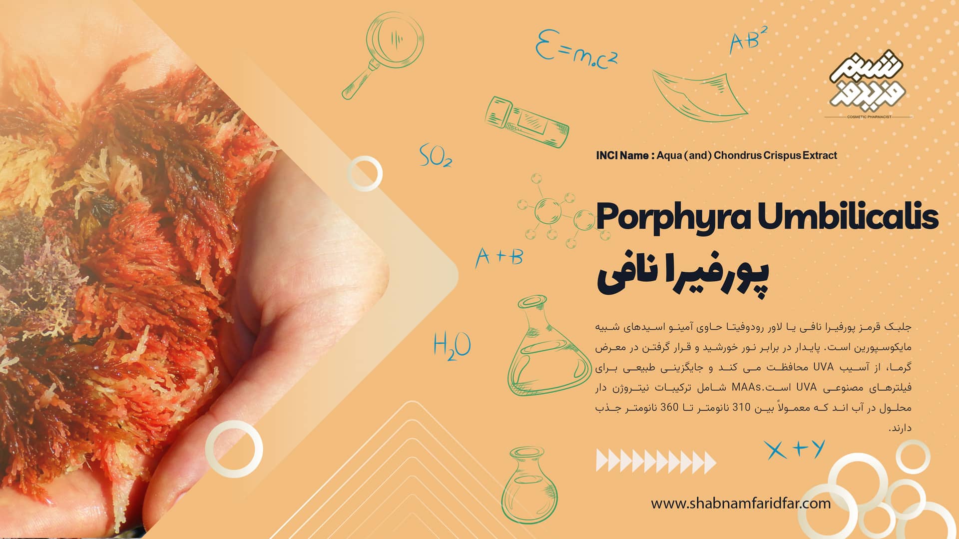 عصاره جلبک قرمز پورفیرا نافی