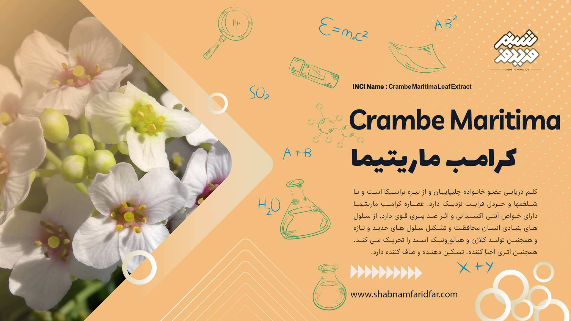 عصاره برگ کرامب ماریتیما