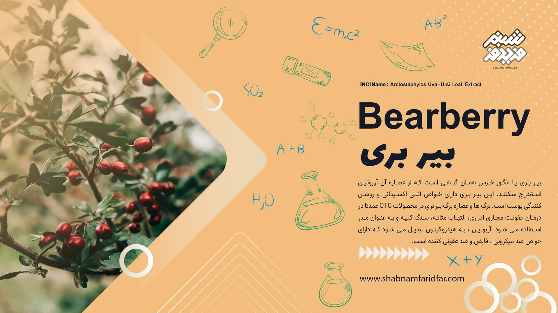 بیر بری یا انگور خرس یا توت خرس میوه ای