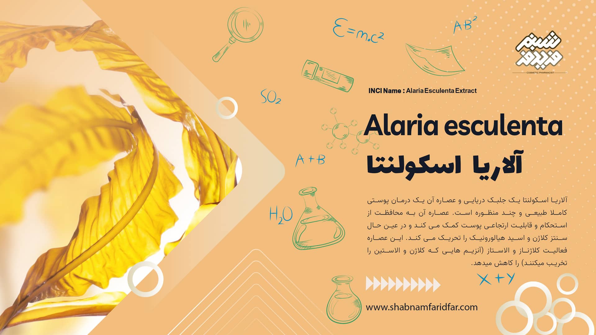 عصاره آلاریا اسکولنتا